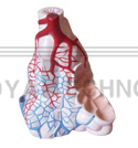 The expansion model of alveolus (1part)